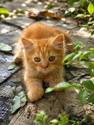 Persian cat
