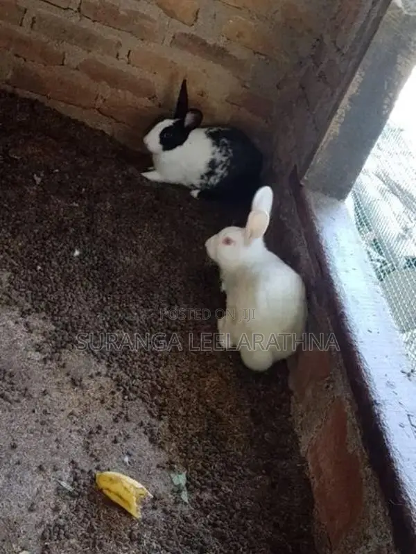 Rabbits