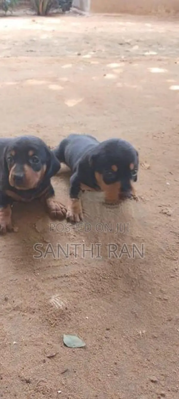 Dachshund Puppy
