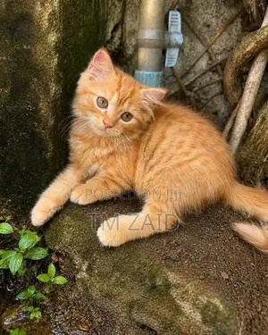 Persian cat