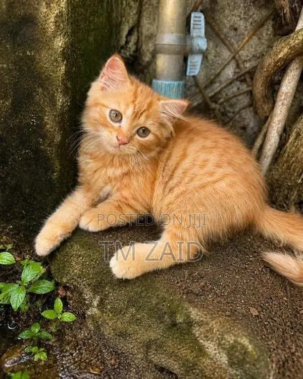 Persian cat