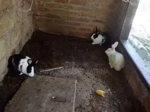 Rabbits