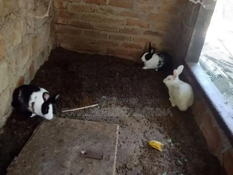 Rabbits