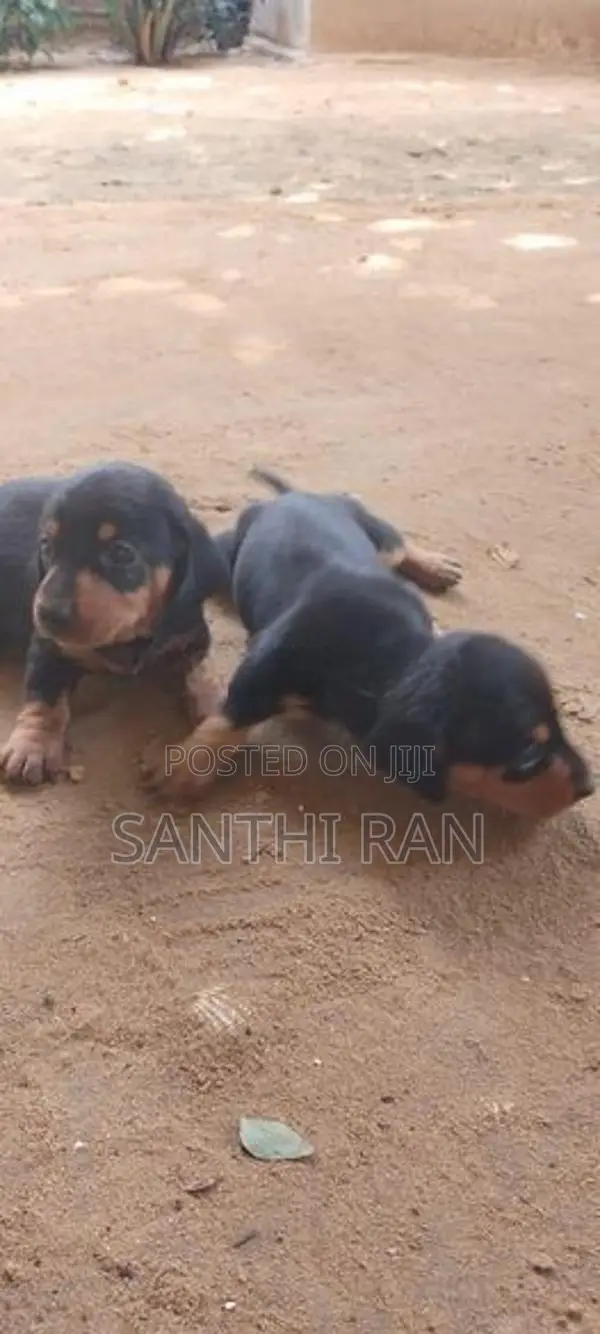 Dachshund Puppy