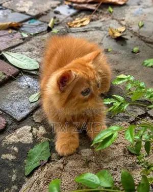 Persian cat