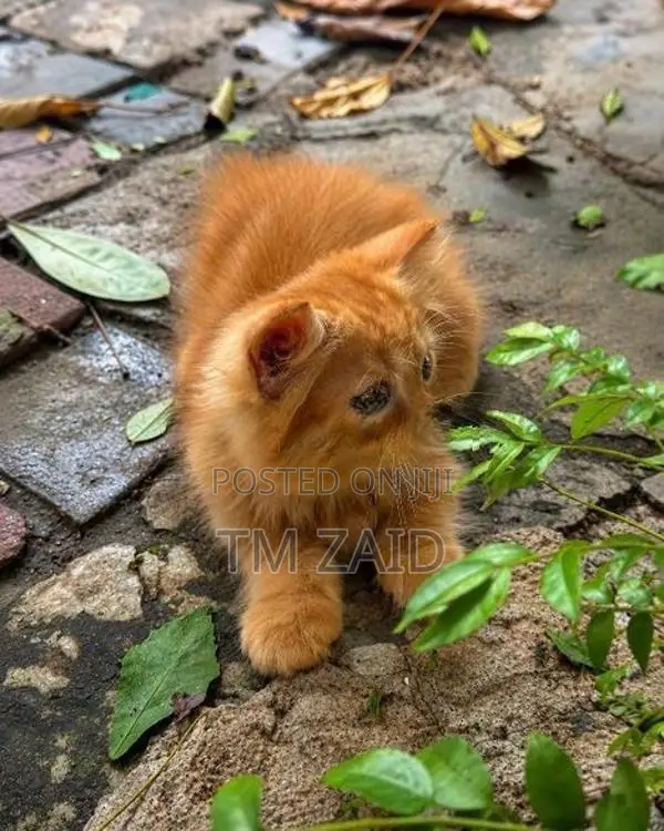 Persian cat