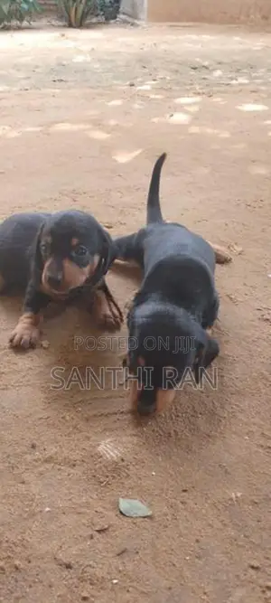 Dachshund Puppy