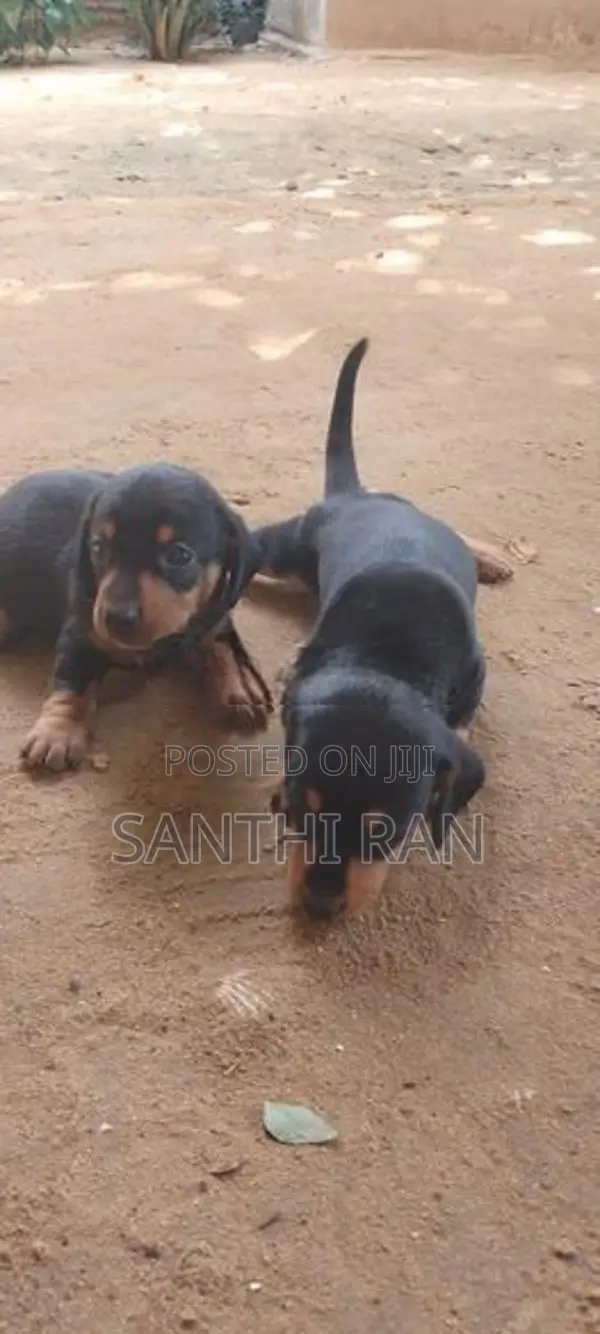 Dachshund Puppy