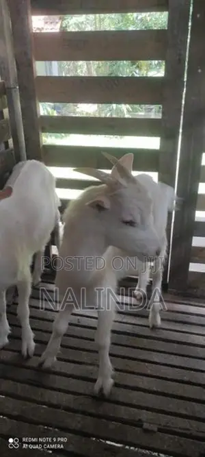 Saanen Goats