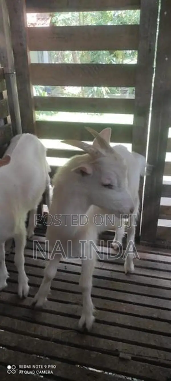 Saanen Goats