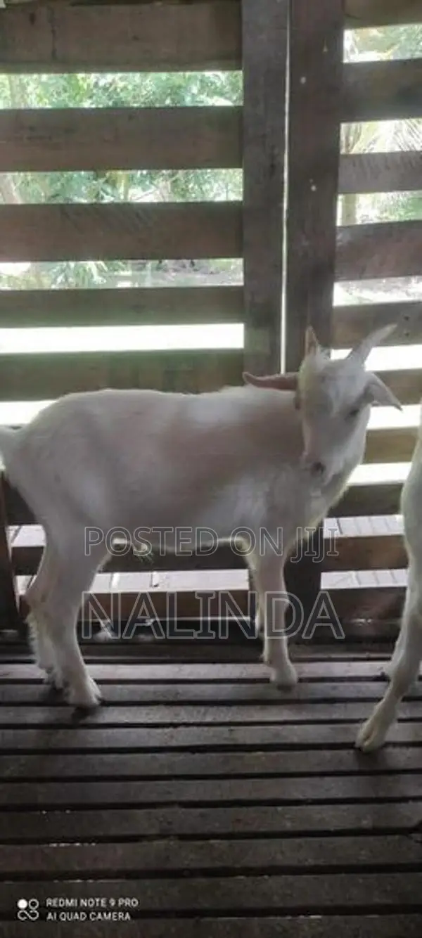 Saanen Goats