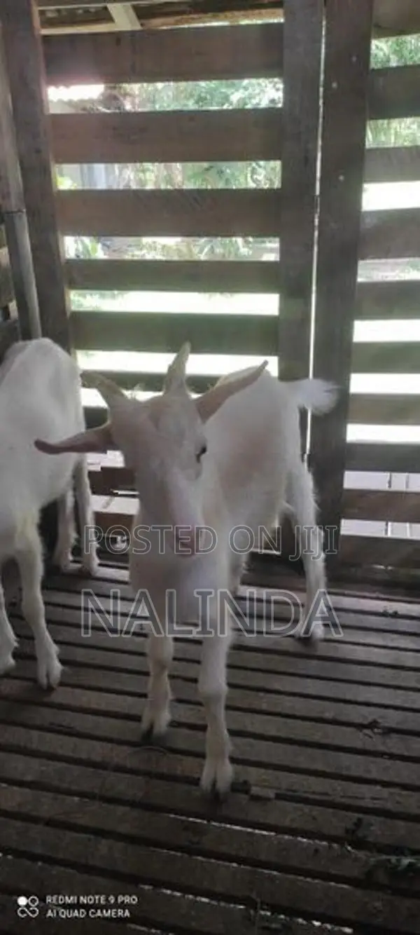 Saanen Goats