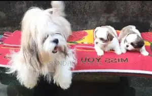 Shih Tzu Puppies