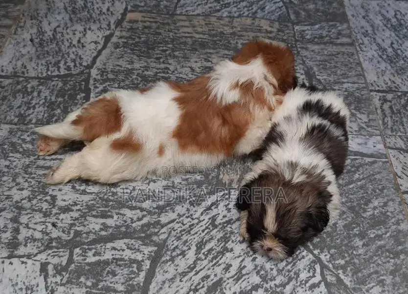 Shih Tzu Puppies