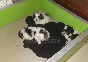 Shih Tzu Puppies