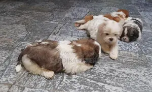 Shih Tzu Puppies