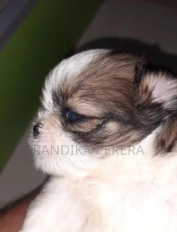 Shih Tzu Puppies