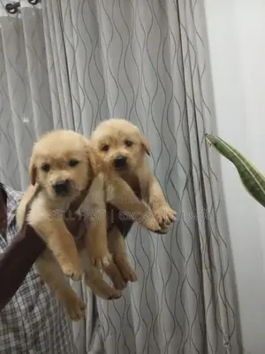 Golden Retriver
