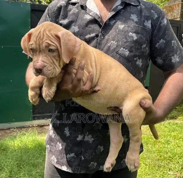 American Bully Xl Puppies