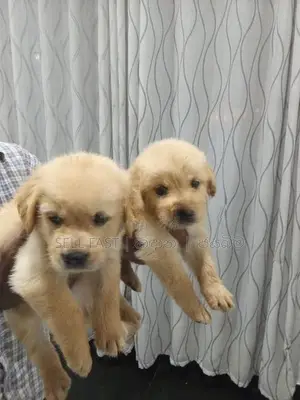 Golden Retriver