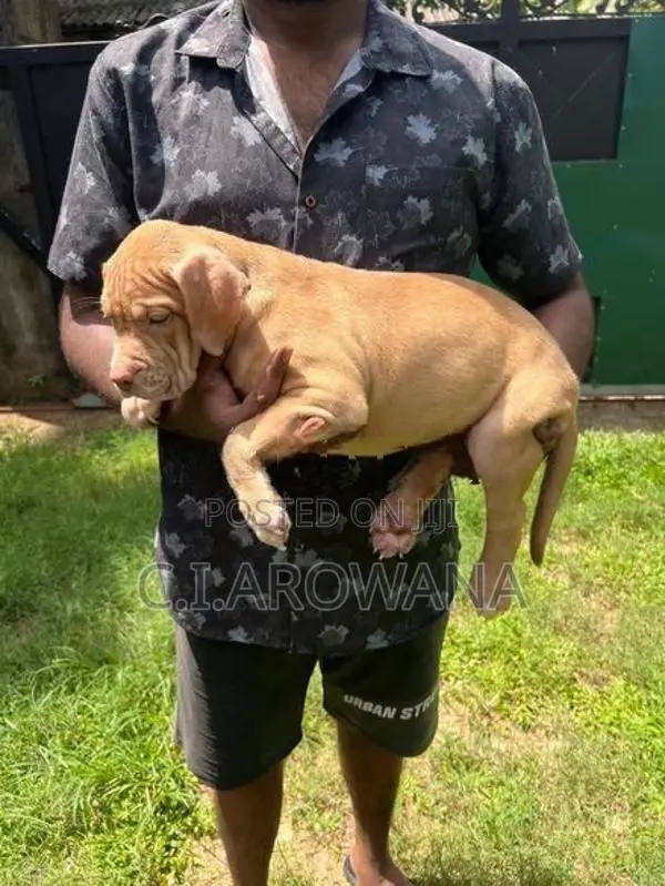 American Bully Xl Puppies