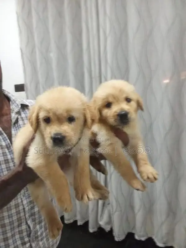 Golden Retriver