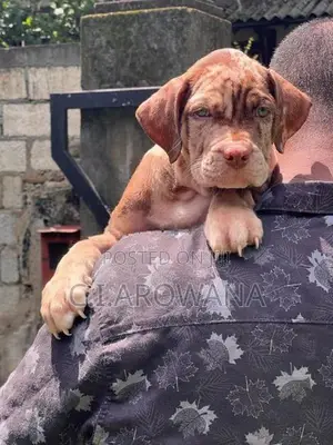 American Bully Xl Puppies