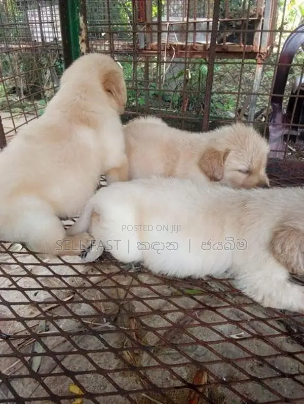 Golden Retriver