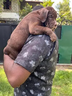 American Bully Xl Puppies