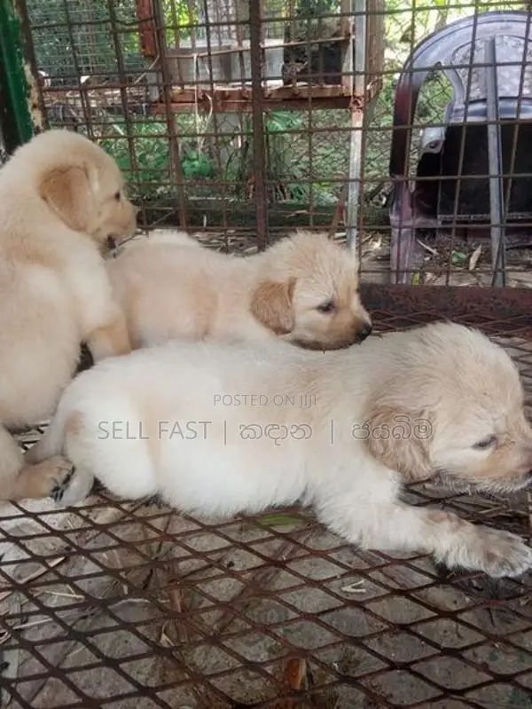 Golden Retriver