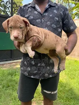 American Bully Xl Puppies