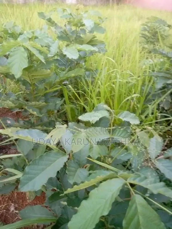 Land for Sale Hibutana