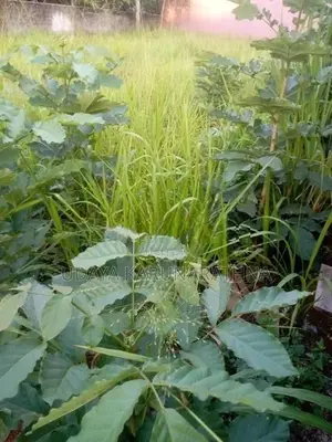 Land for Sale Hibutana