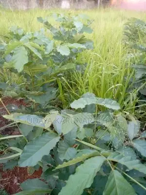 Land for Sale Hibutana