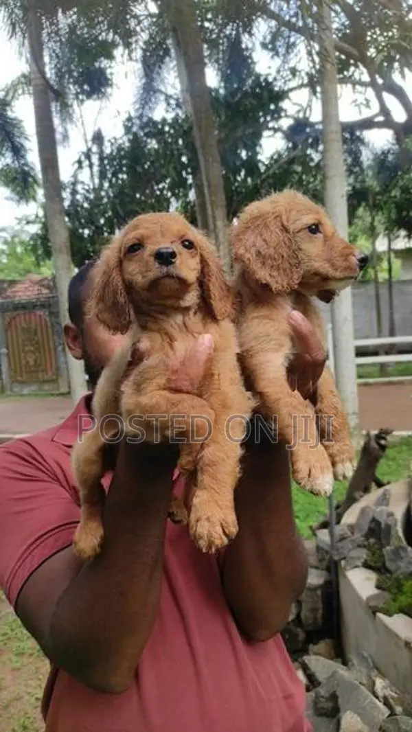 Cocker Spaniel Puppies
