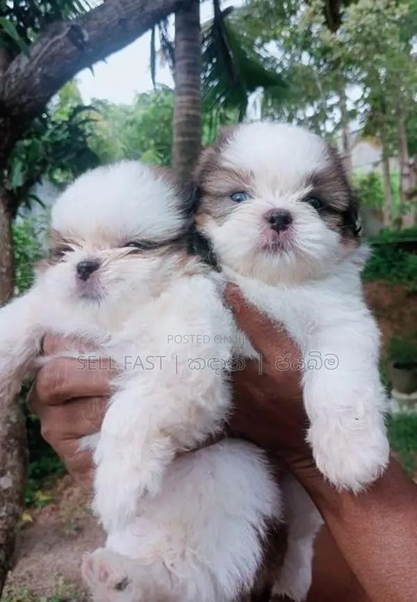 Shih Tzu Puppy