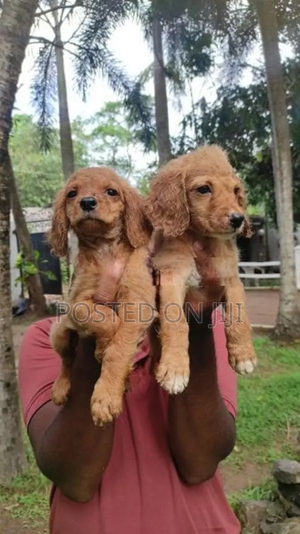 Cocker Spaniel Puppies