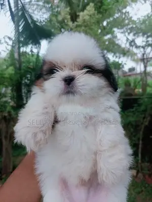 Shih Tzu Puppy