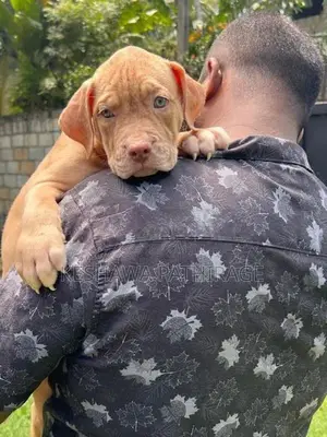 American Bully Puppy