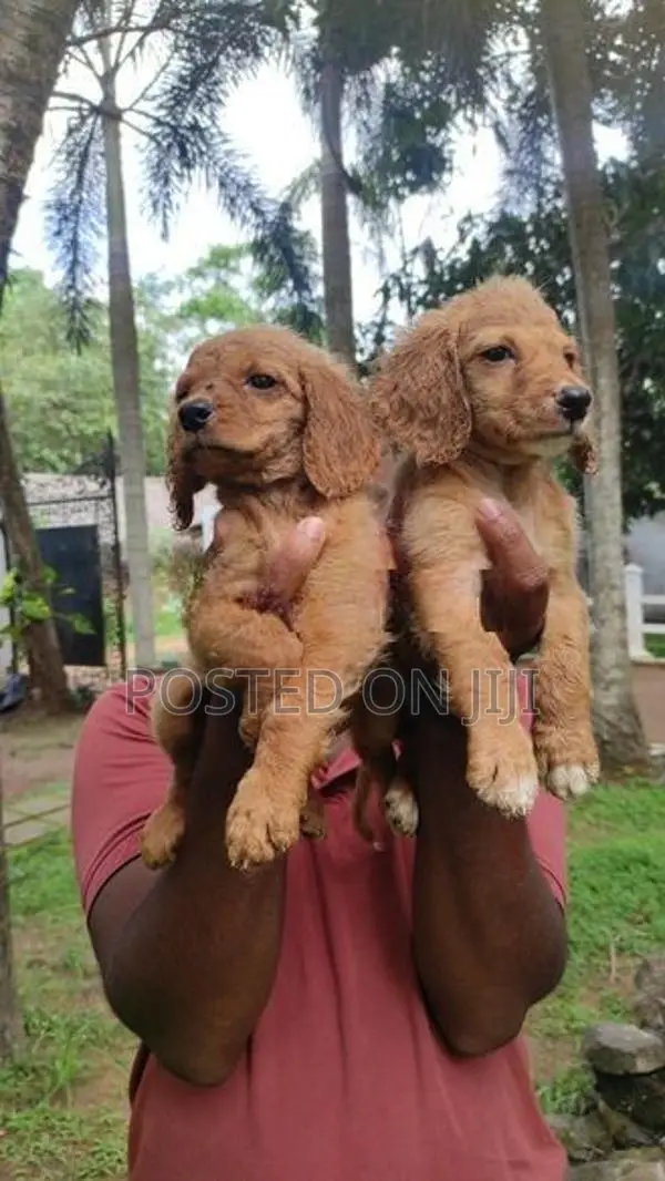 Cocker Spaniel Puppies