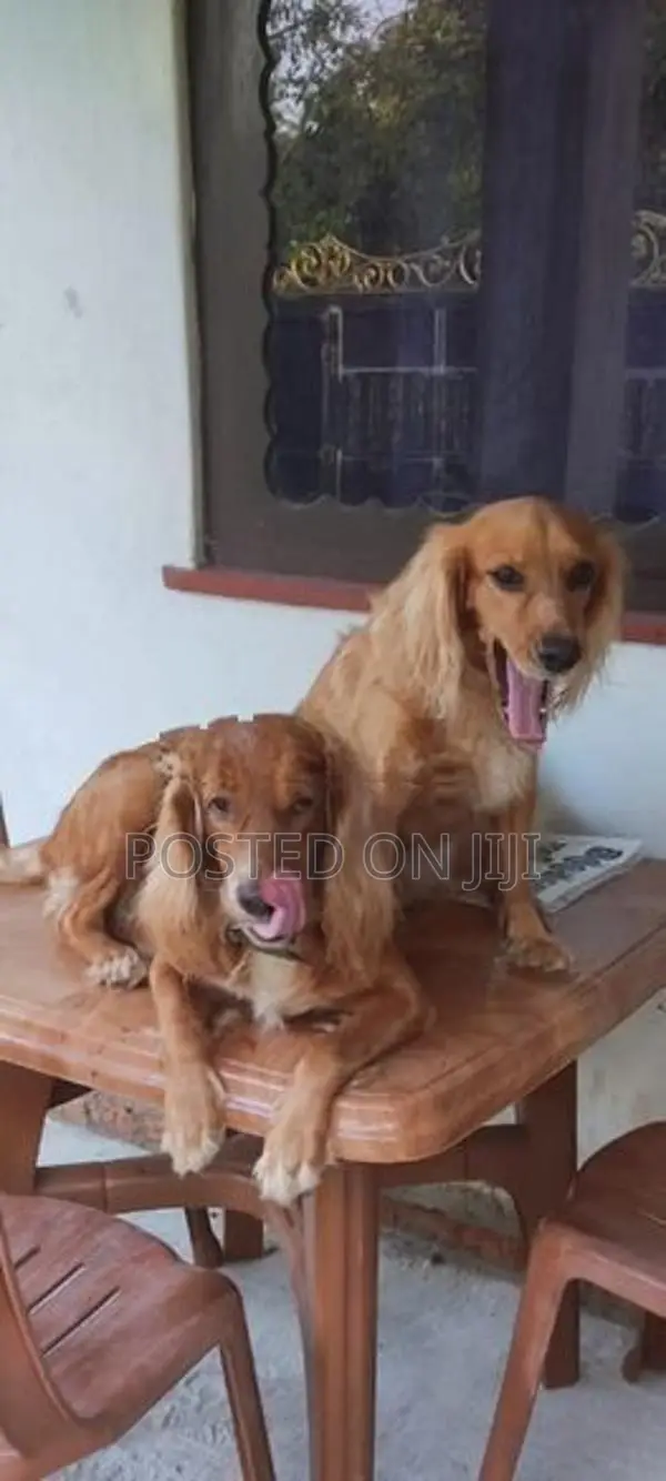 Cocker Spaniel Puppies