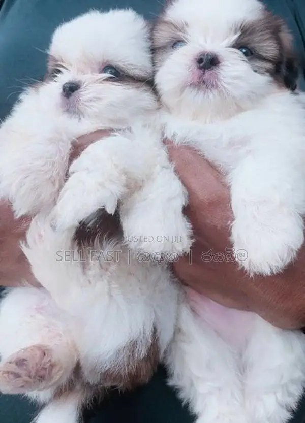 Shih Tzu Puppy