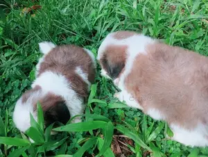Shih Tzu Puppy
