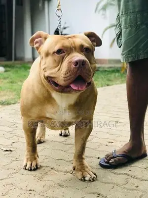 American Bully Puppy