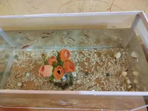 Guppy Fish