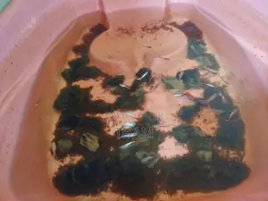 Guppy Fish