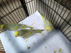 Rainbow Love Birds
