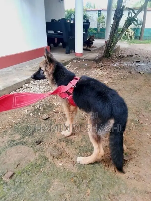 German Shepherd Female