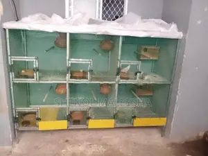 Bird Cage with Birds