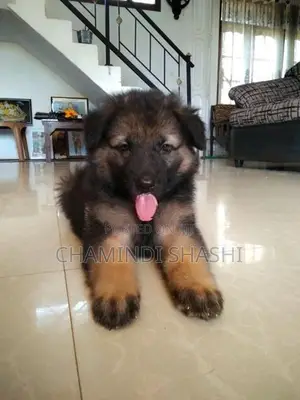 German Shepherd Female
